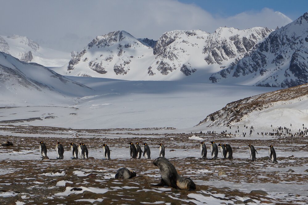 Scene from Fortuna Bay, South Georgia, with King penguins and elephant seals in the foreground and mountains in the background