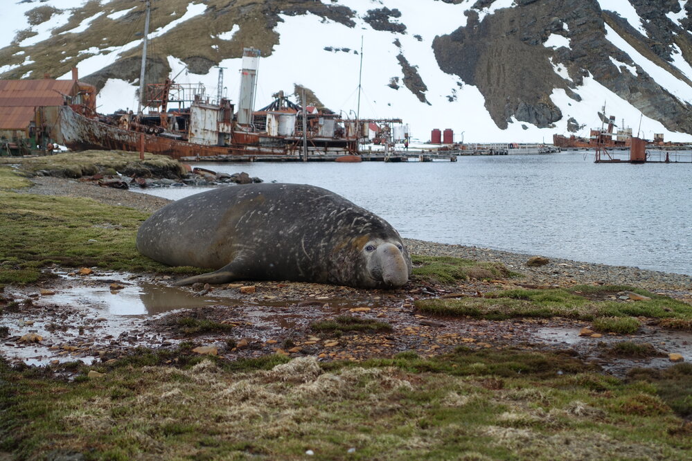 Elephant seal with Grytviken whaling station in the background