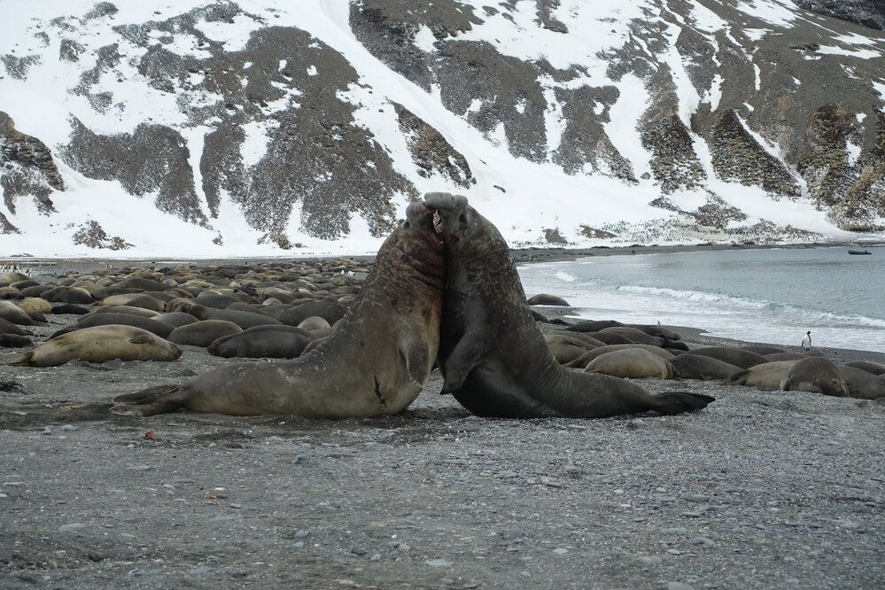 Elephant seals fighting on a beach in South Georgia