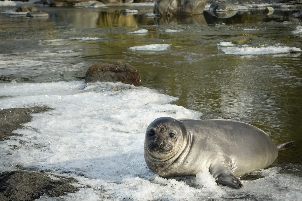 Young elephant seal on snow patch, South Georgia
