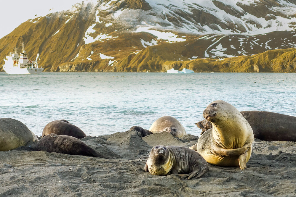 Elephant seals with pups on a beach in South Georgia