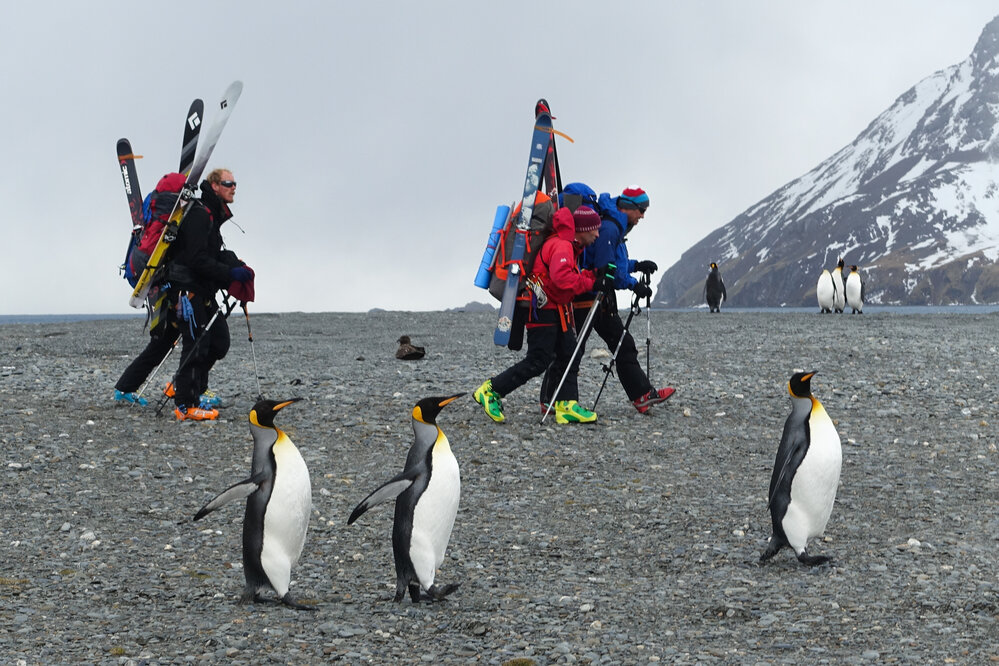 Inspiring explorers and guides walk amongst King penguins in South Georgia with their skis on their packs