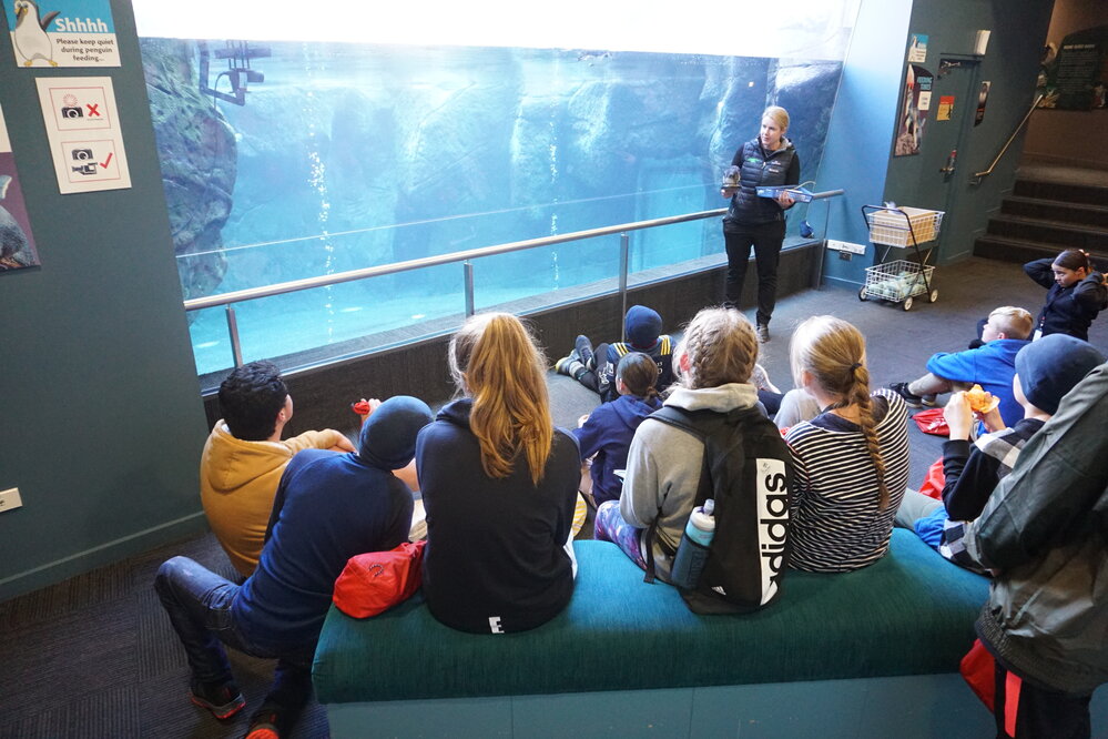 Young Inspiring Explorers view penguins at the International Antarctic Centre
