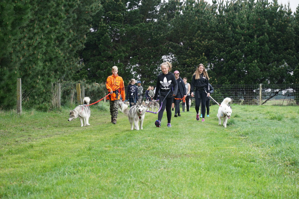 Young Inspiring Explorers walking Huskies at Husky Rescue NZ (007)