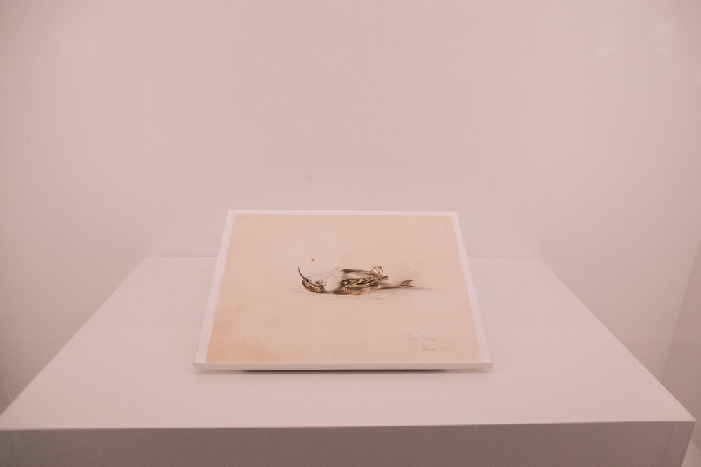 Breaking the Ice Exhibition walk-through &acirc;&euro;&ldquo; Wilson's watercolour