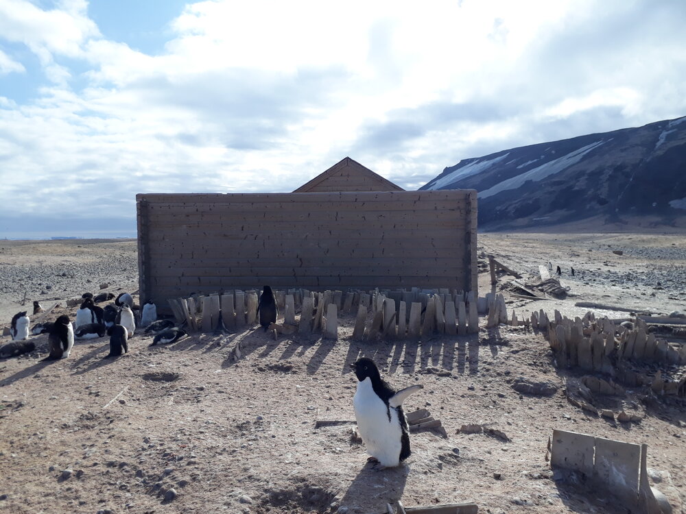 Borchgrevink's Stores Hut at Cape Adare during the 2019-20 season (004)
