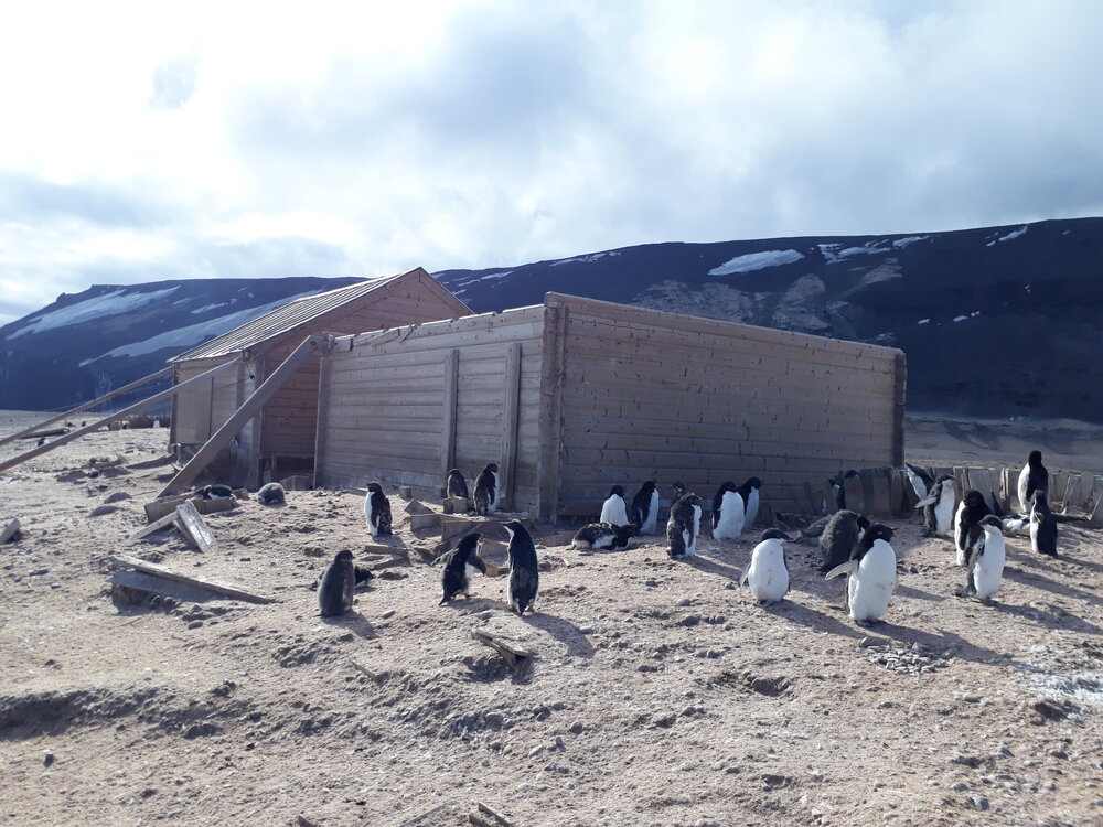Borchgrevink's Stores Hut at Cape Adare during the 2019-20 season (005)