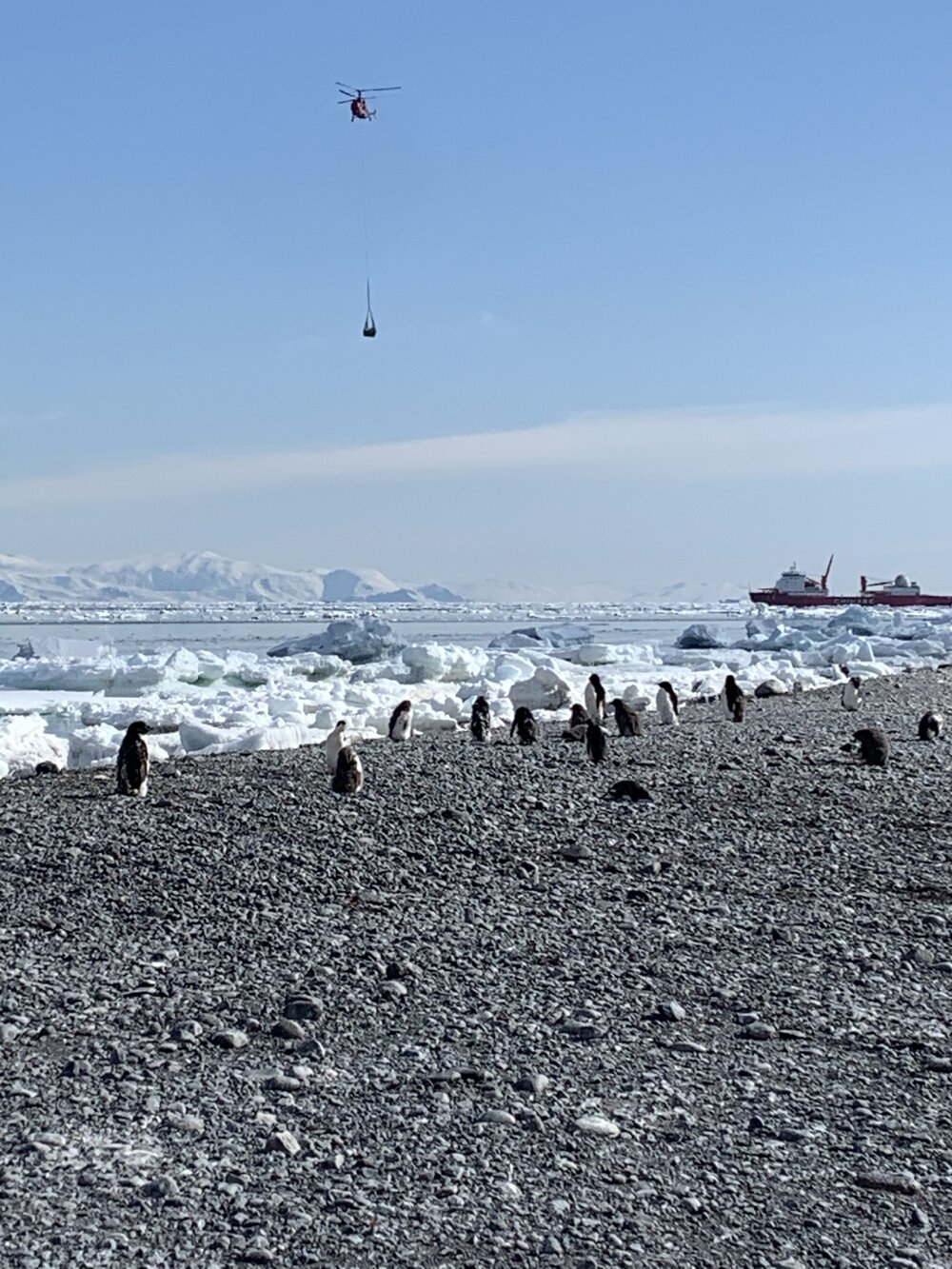 2019-20 Adelie Penguins at Cape Adare (002)