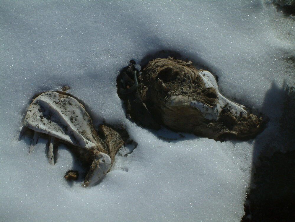 2005 Dog skeleton near Scott's 'Terra Nova' hut, Cape Evans