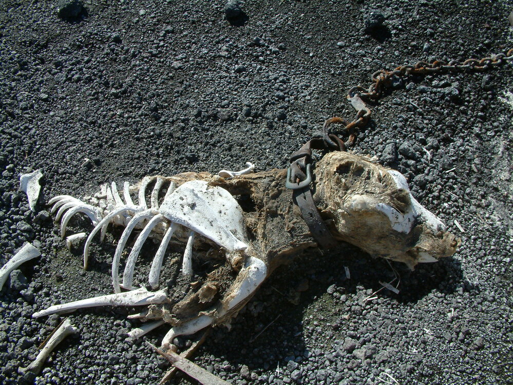 2005 Dog skeleton near Scott's 'Terra Nova' hut, Cape Evans