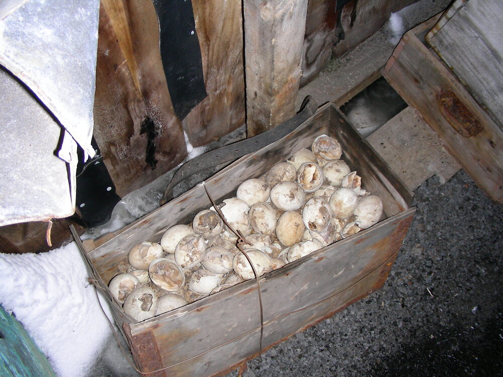 2006 Scott's 'Terra Nova' hut interior, Penguin eggs