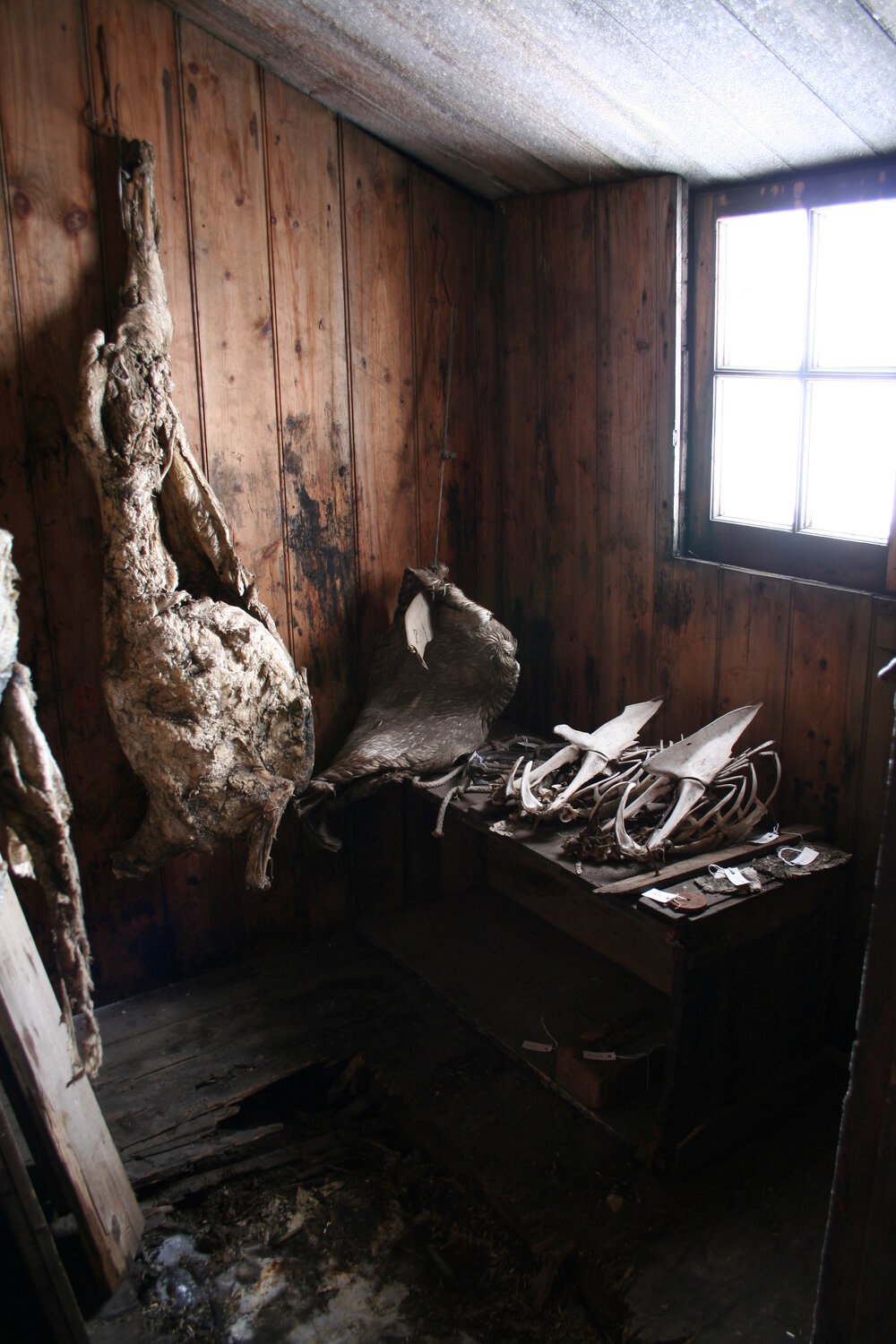 2006 Mutton carcasses inside Scott's 'Discovery' hut, Hut Point
