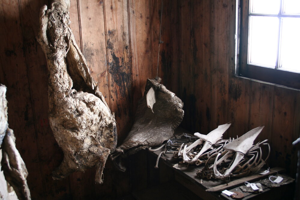 2006 Mutton carcasses inside Scott's 'Discovery' hut, Hut Point