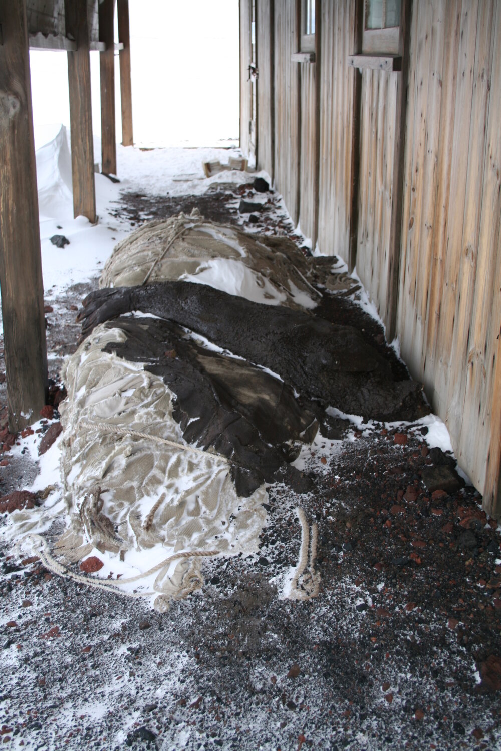 2006 Seal carcass and awning outside Scott's 'Discovery' hut, Hut Point