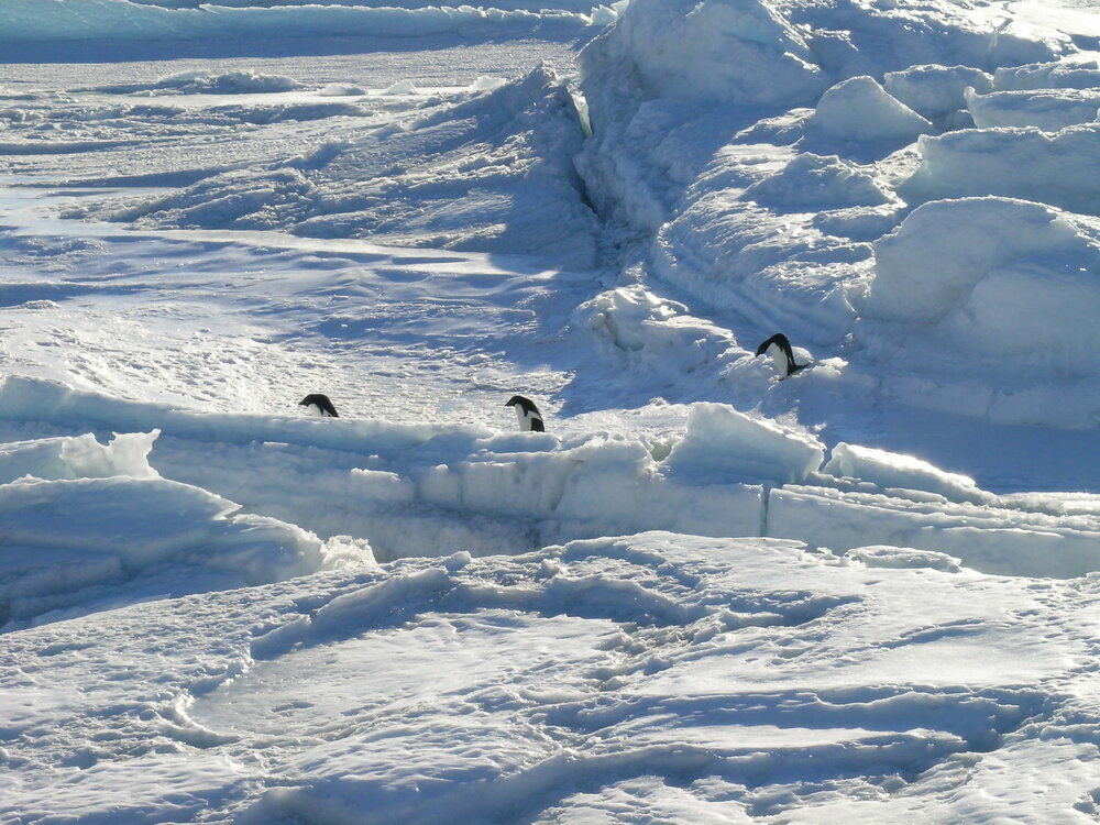2005 Adelie Penguins walk over ice