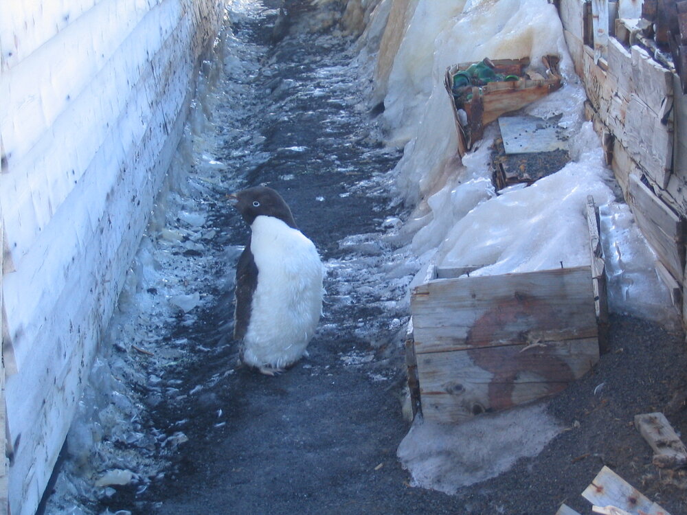 2006-07 Adelie Penguin outside the South wall of Scott's 'Terra Nova' hut, Cape Evans