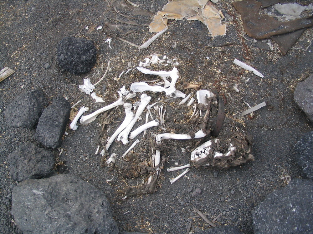 2006-07 Cape Evans dog skeleton (003)