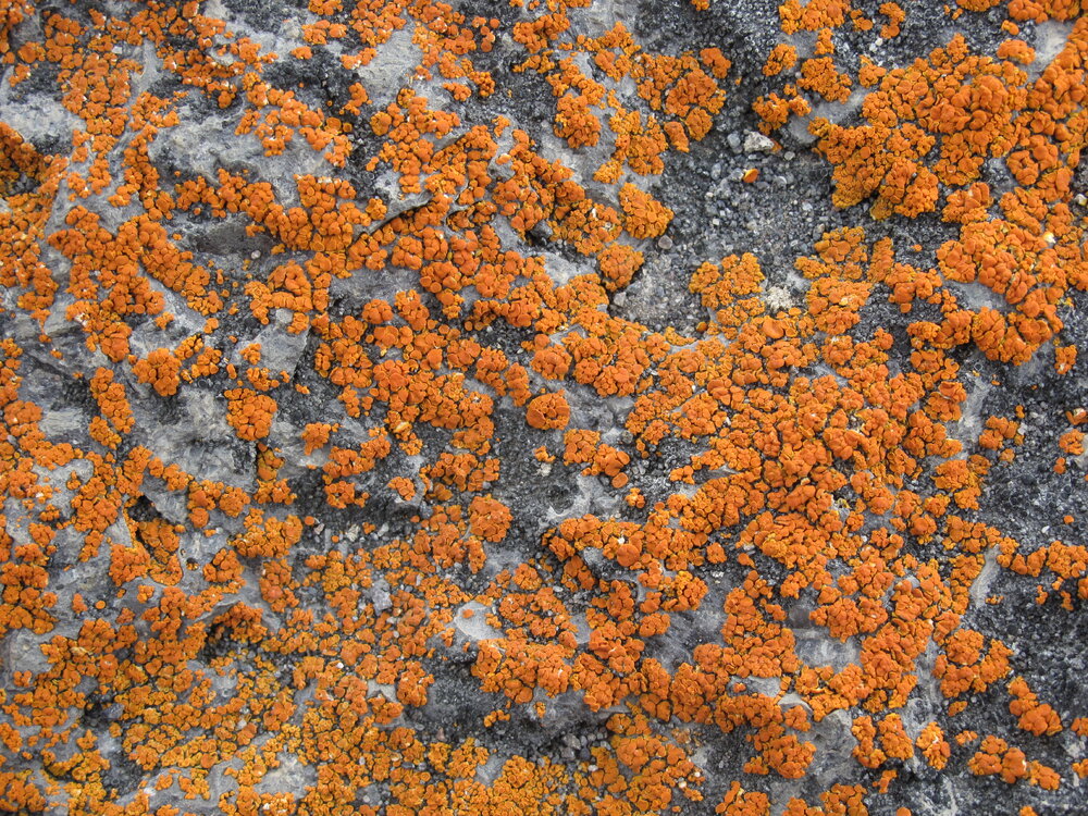 2009-10 Orange lichen
