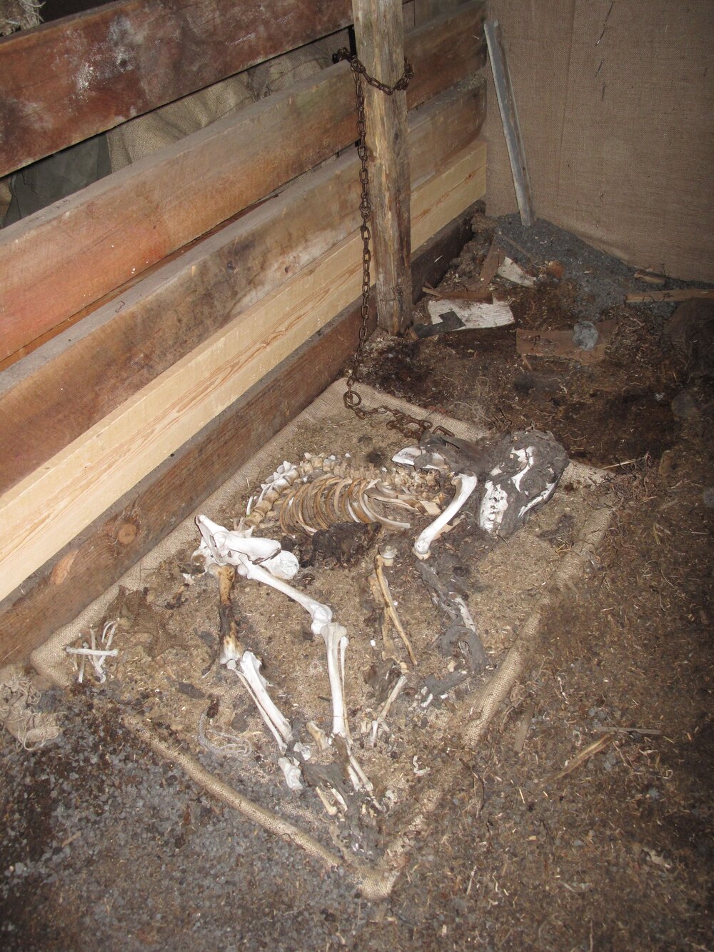 2009-10 Dog skeleton relocated to Stables, Scott's 'Terra Nova' hut