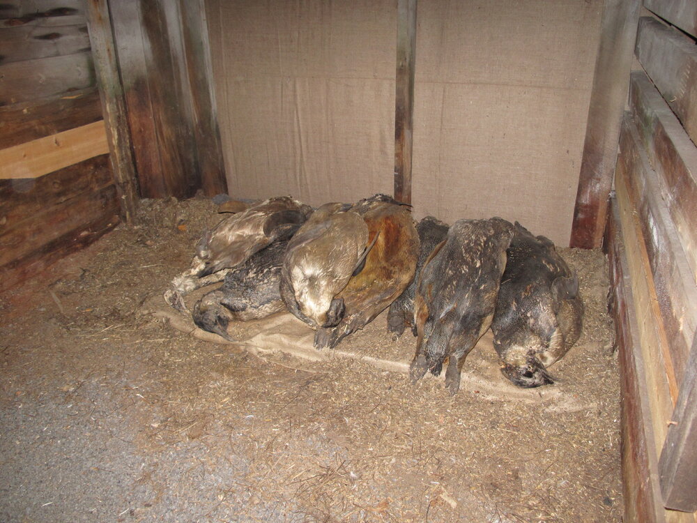 2009-10 Emperor penguin carcasses relocated to Stables, Scott's 'Terra Nova' hut