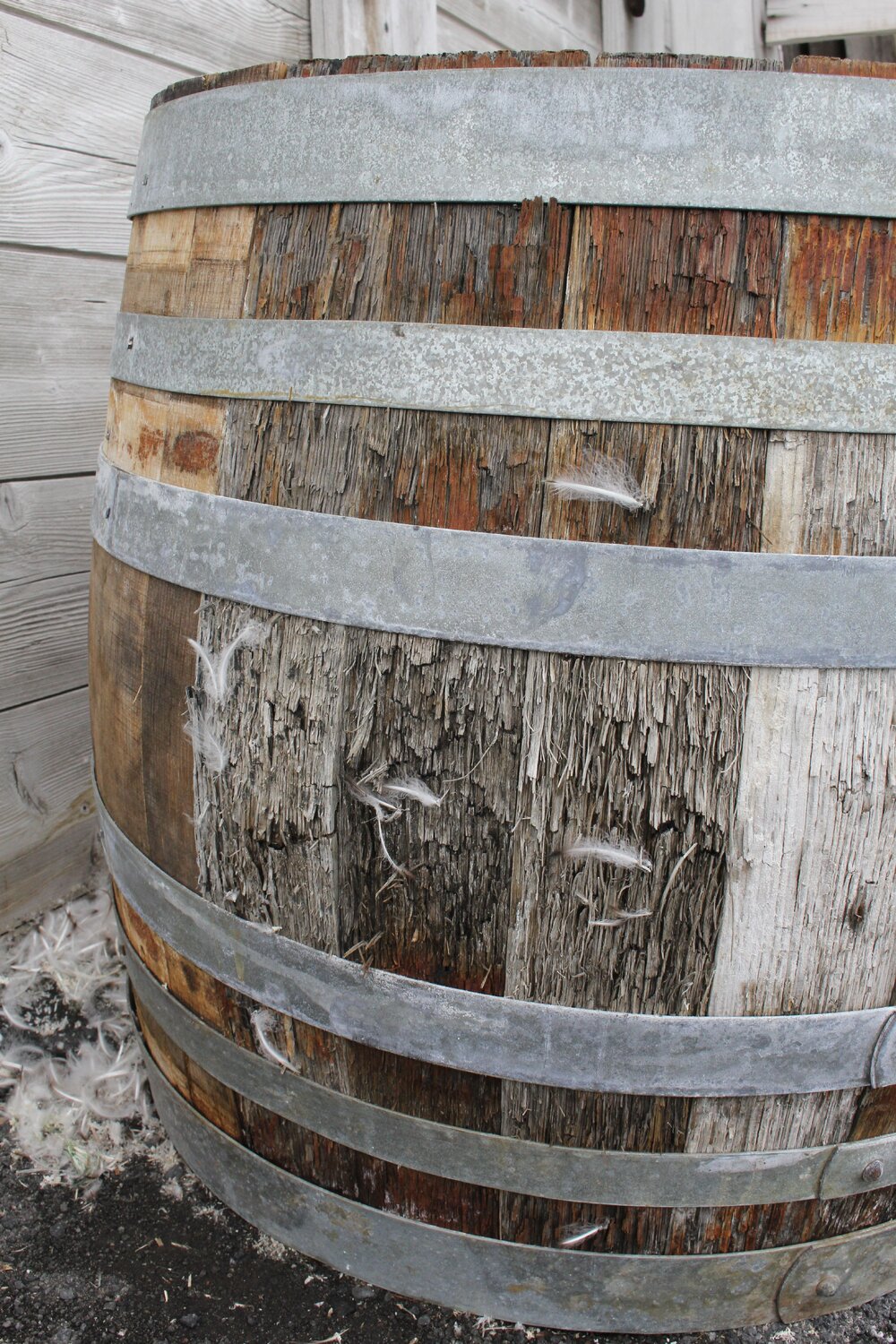 2019-20 Penguin feathers caught in Speights beer barrel fibres, Shackleton's 'Nimrod' Hut (003)