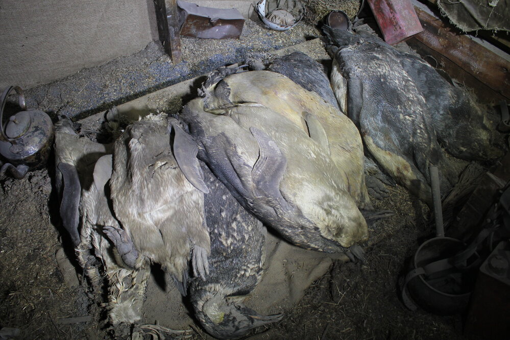 2019-20 Stack of penguin carcasses in stables, Scott's hut, Cape Evans (001)