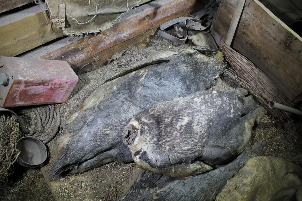 2019-20 Stack of penguin carcasses in stables, Scott's hut, Cape Evans (003)
