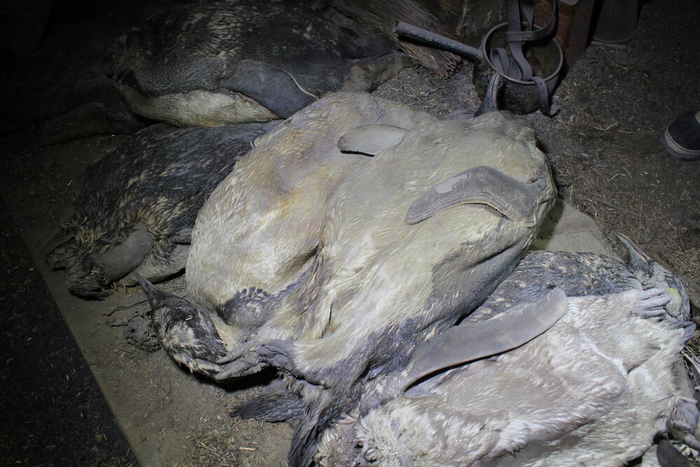 2019-20 Stack of penguin carcasses in stables, Scott's hut, Cape Evans (005)