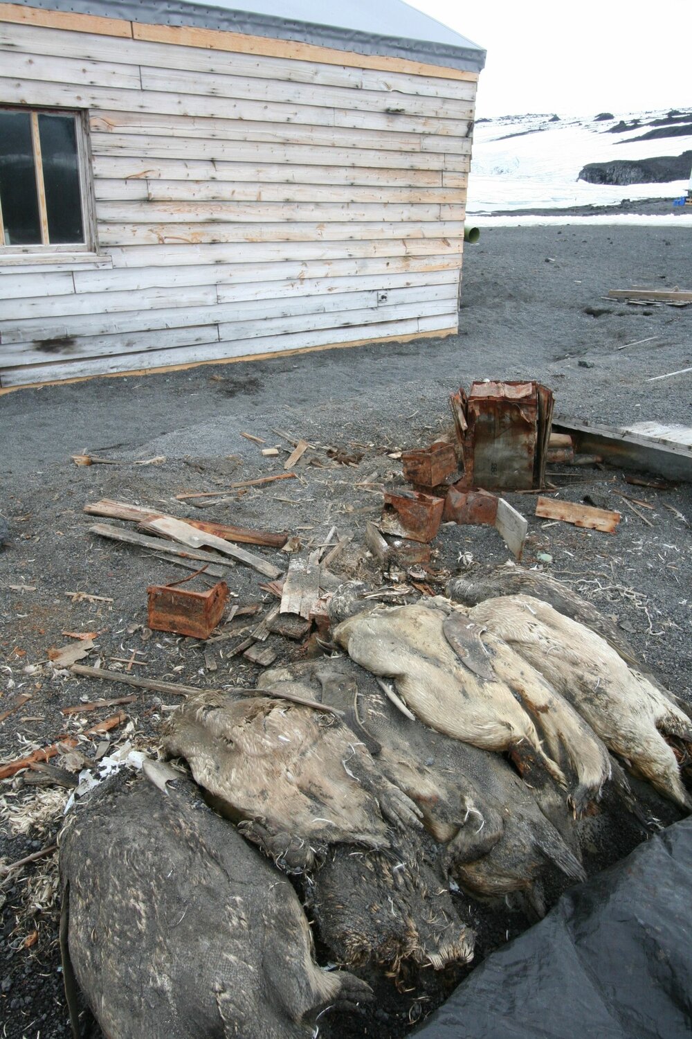 2008-09 'Terra Nova' hut artefact monitoring, exterior (070)