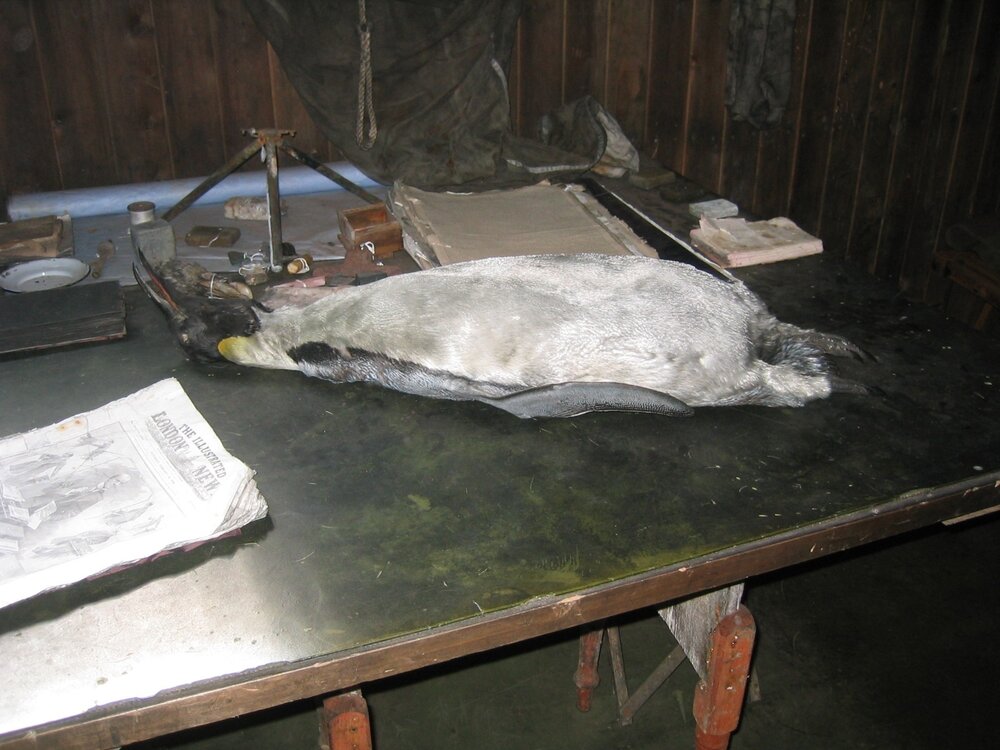 2003 K440 at Scott's 'Terra Nova' hut, interior - Chart table and stuffed Emperor penguin