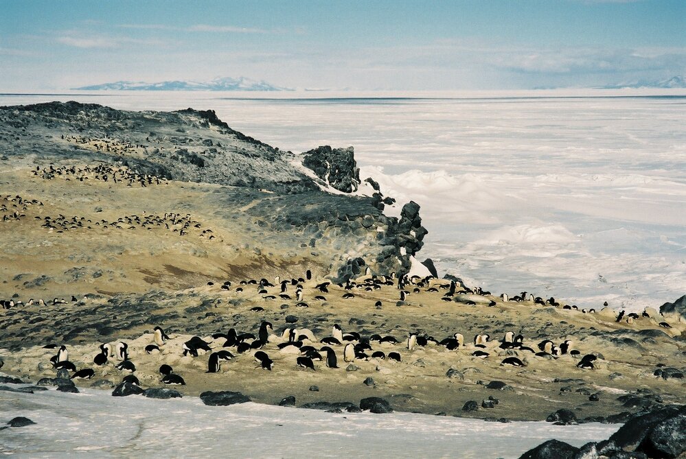 2002 Cape Royds penguin rookery