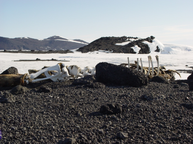 2004-05 Scott's 'Terra Nova' hut, seal skeleton (02)