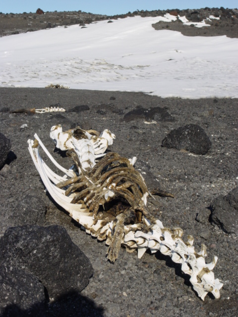 2004-05 Scott's 'Terra Nova' hut, seal skeleton (03)