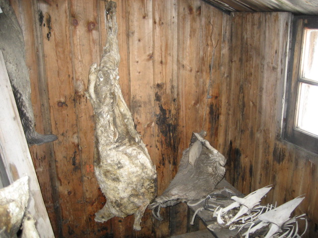2006 Hanging mutton carcasses inside Scott's 'Discovery' hut, Hut Point