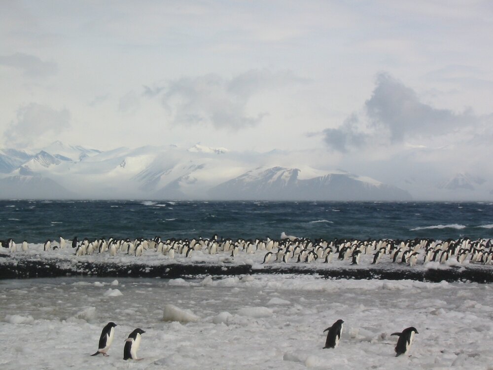 2003 K440 at Cape Adare - Ad&eacute;lie penguins on frozen beach (001)
