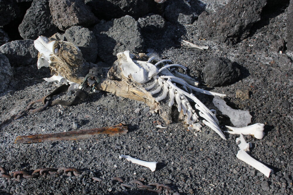 2019-20 Remains of one of the Ross Sea party's dogs (001)