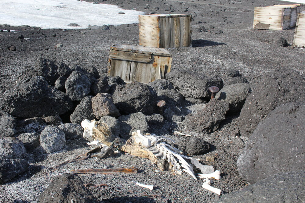 2019-20 Remains of one of the Ross Sea party's dogs (002)