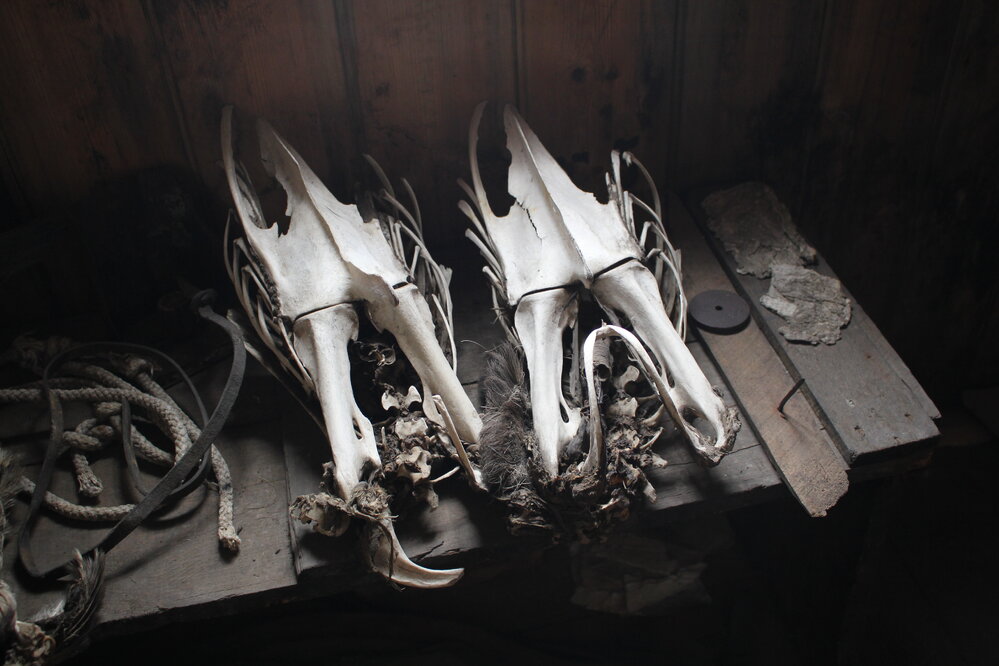 2019-20 Emperor penguin skeletons at Scott's 'Discovery' Hut (001)