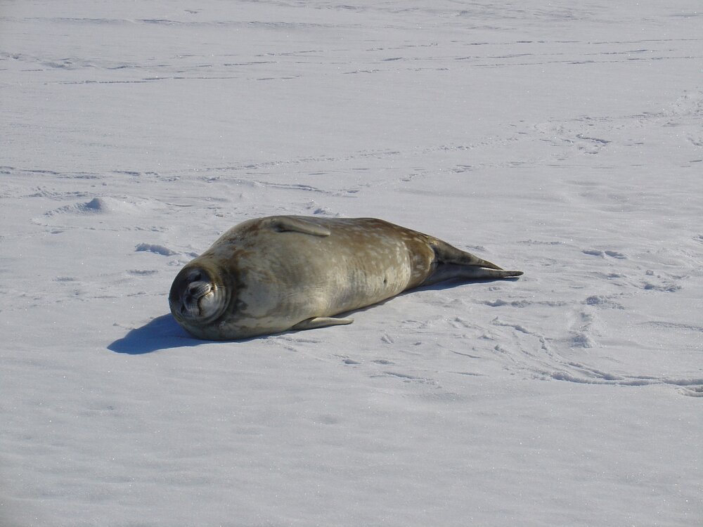 Weddell seal on the ice