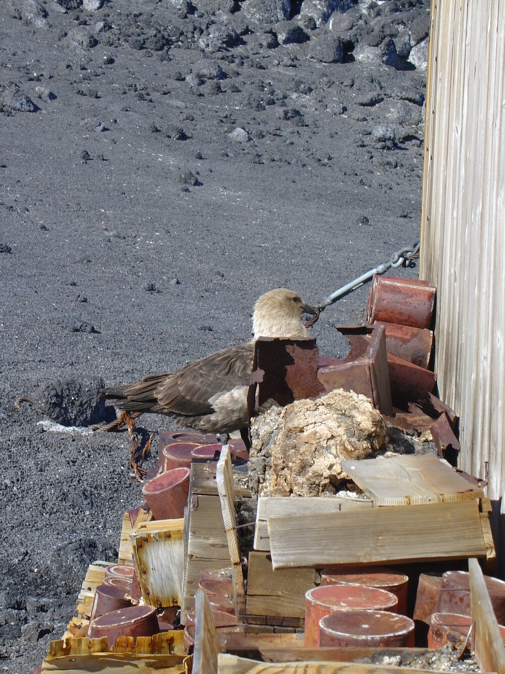 2003-04 A Skua investigating food remnants outside Shackleton's 'Nimrod' Hut 