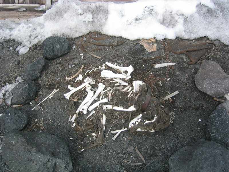 2002-03 Dog skeleton, north side of Scott's 'Terra Nova' Hut