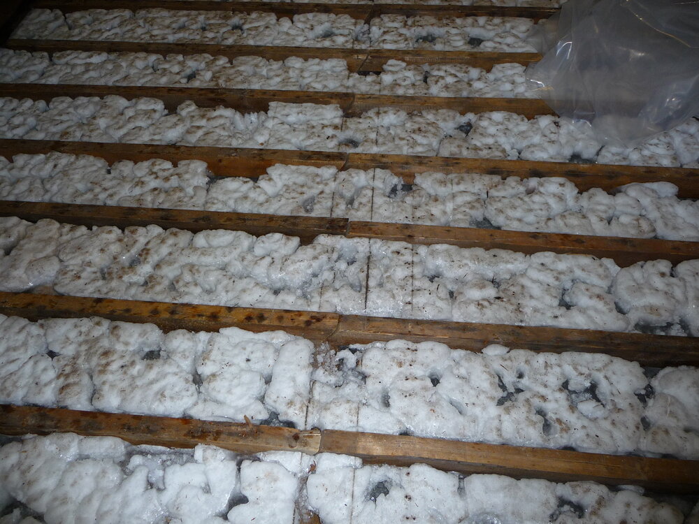 2008-09 'Terra Nova' hut, floor (441)