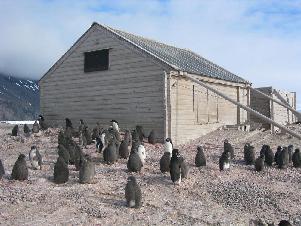 2002-03 Ad&eacute;lie penguins outside Borchgrevink's Hut at Cape Adare