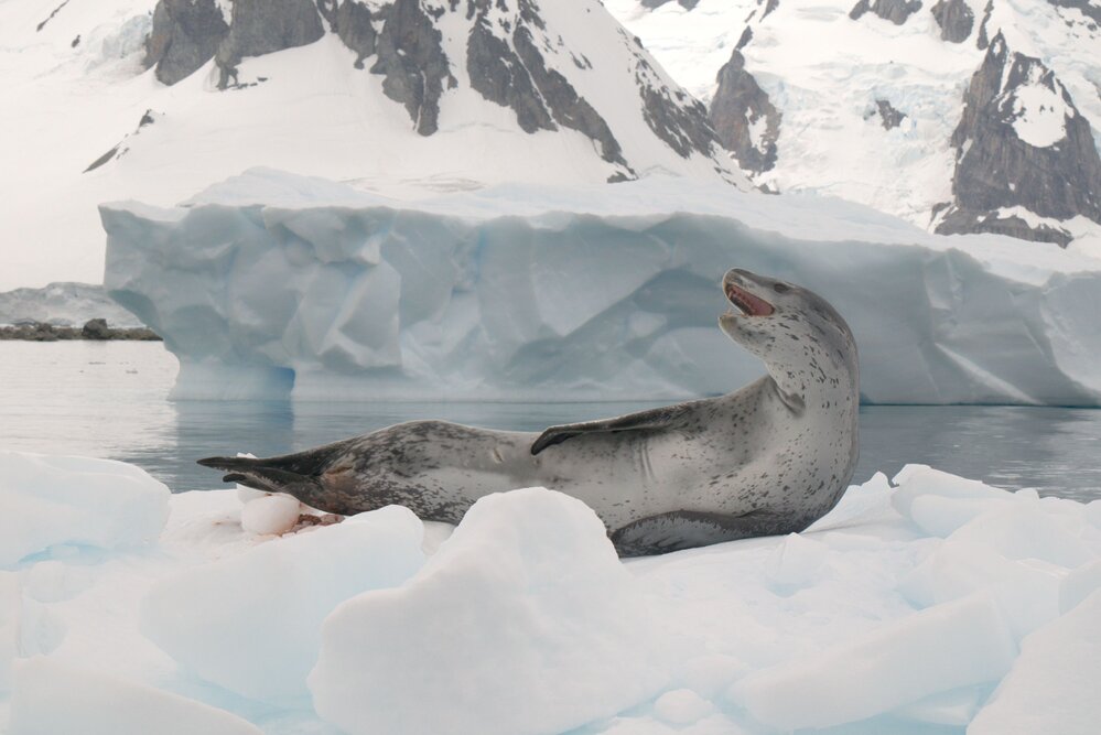 Leopard seal lounging on Antarctic Peninsula