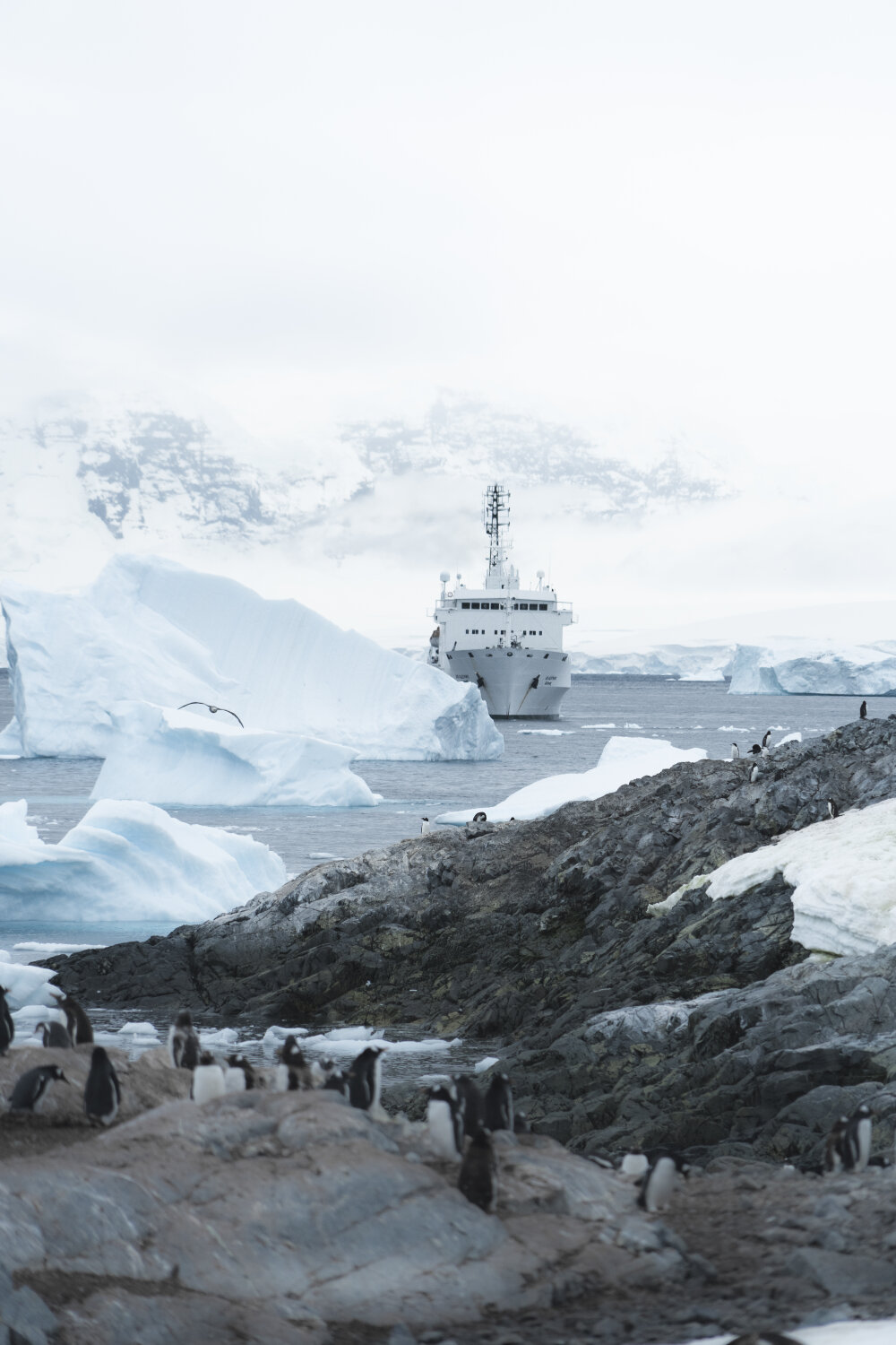 One Ocean 'Navigator' negotiating ice bergs as penguins gather