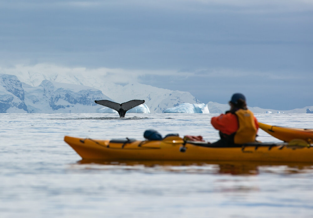 Kayakers spotting whales in Antarctic Peninsula waters