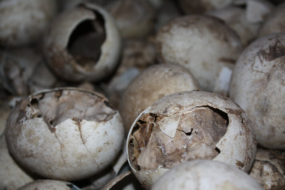 2008-09 'Terra Nova' hut, interior artefacts (152)