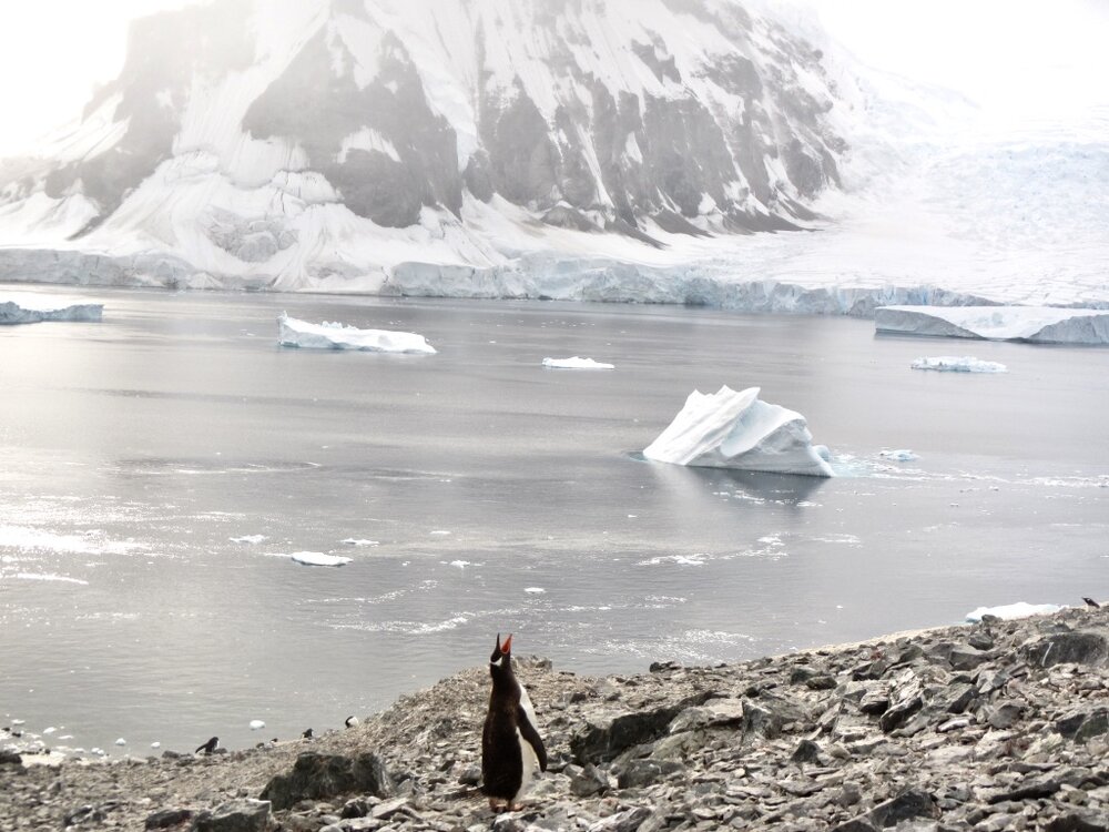 Penguin and Glacier