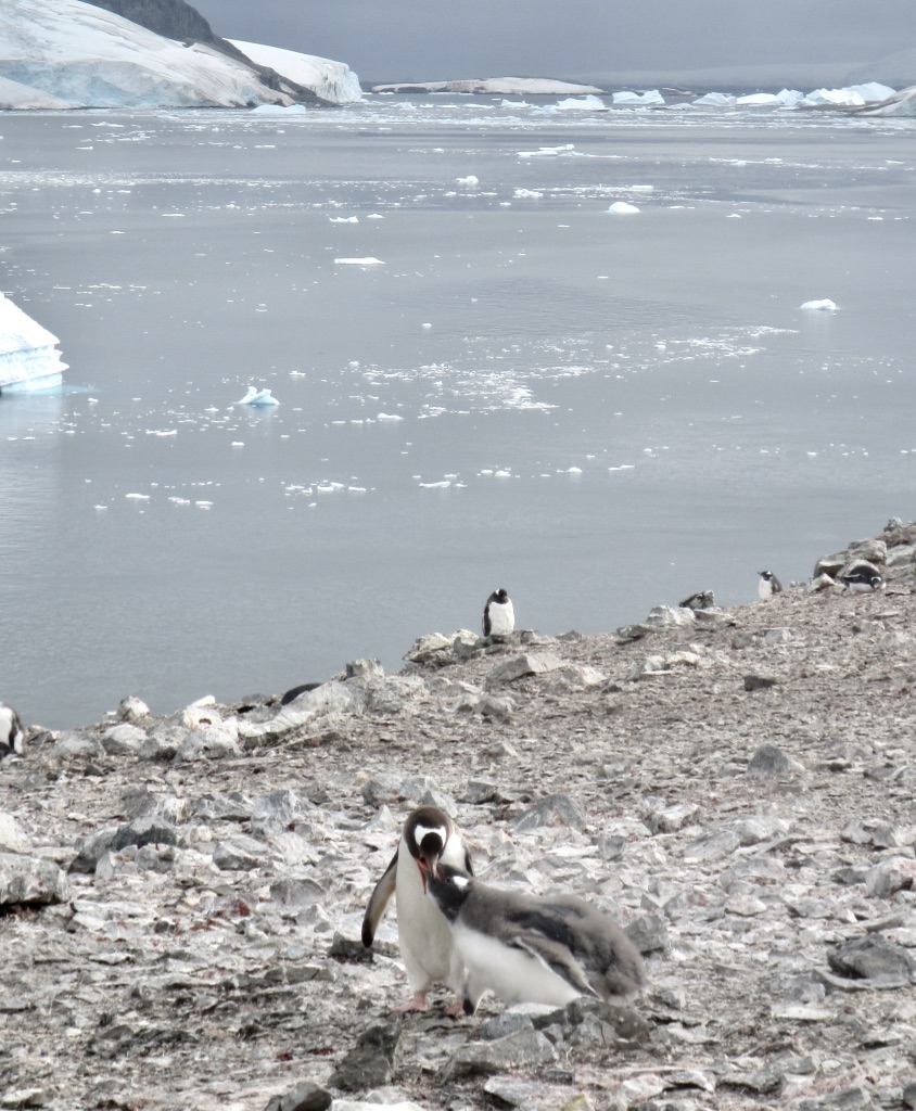 Penguin feeding their Young