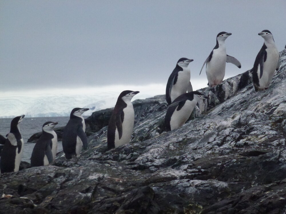 Chinstrap penguins ascend the rockface